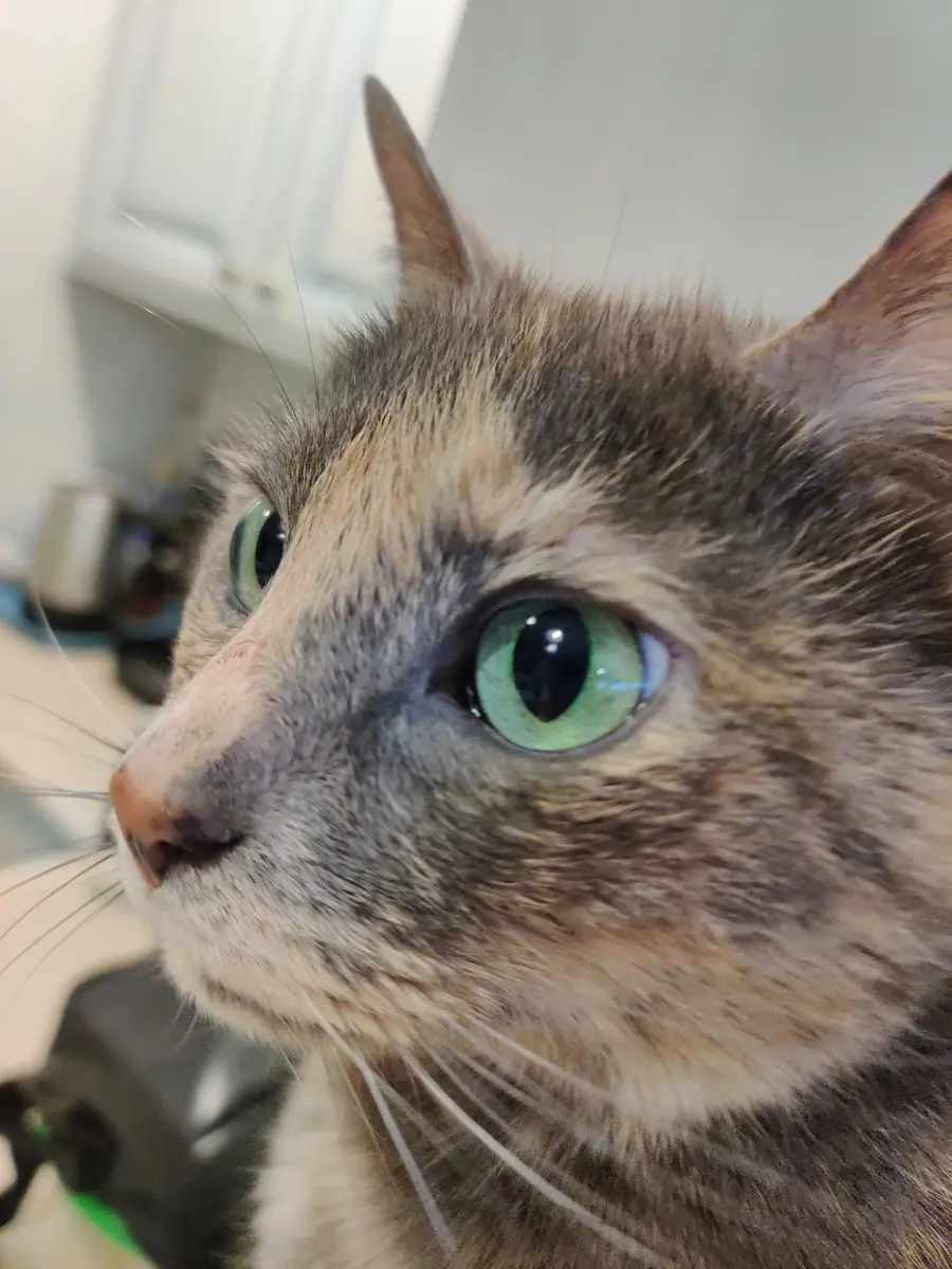 The real Misty, a green-eyed tortoiseshell cat